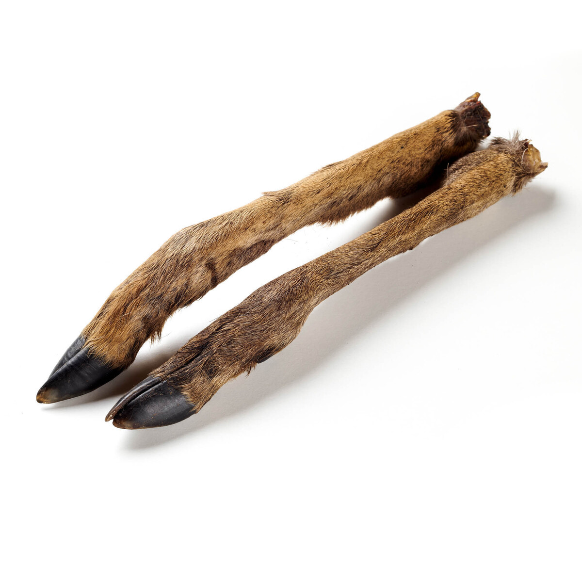 Reh-Unterbein mit Fell 2 Stück