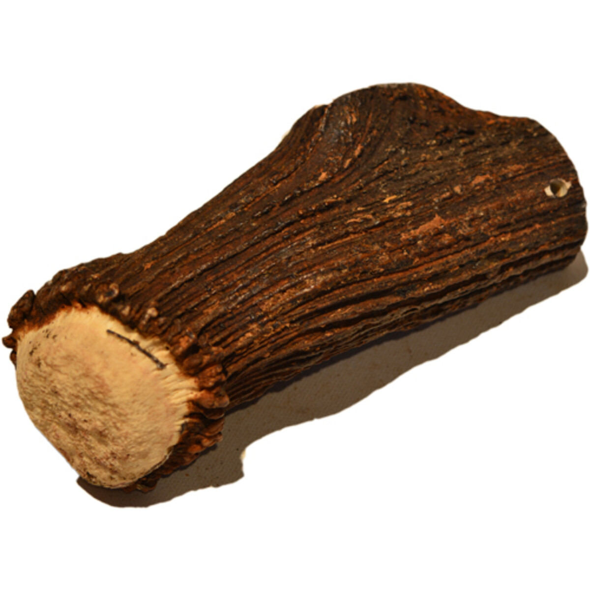 Hirsch-Geweih Größe Giant 1 Stk