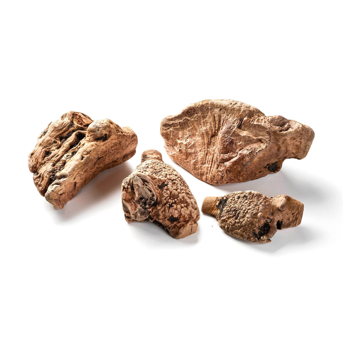 Kauwurzel L  1 Stück