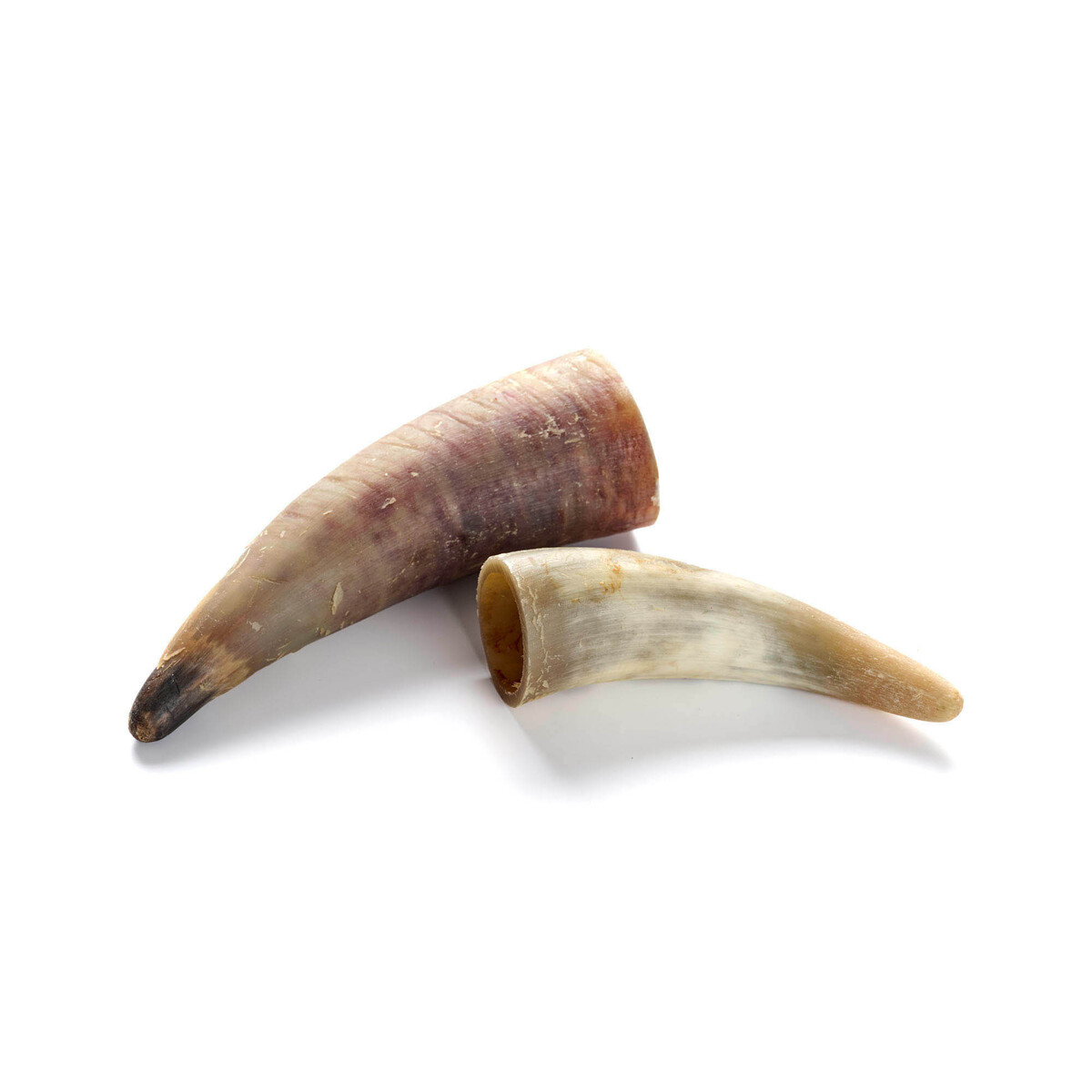 Rinder-Horn 1 Stück