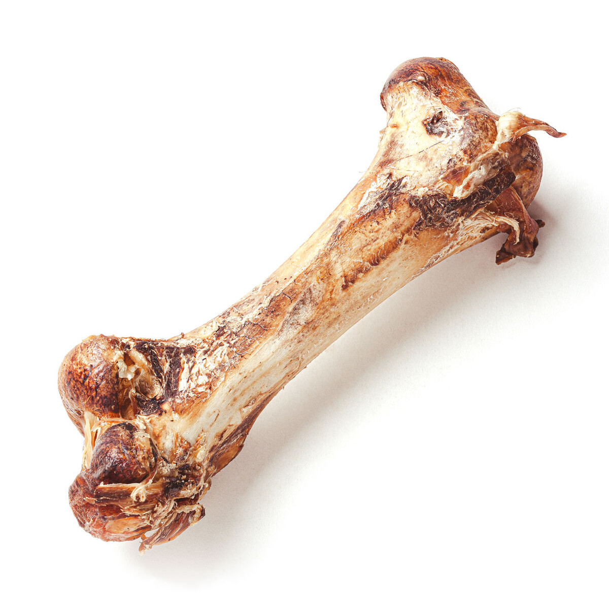 Straußen-Knochen XXL 1 Stück