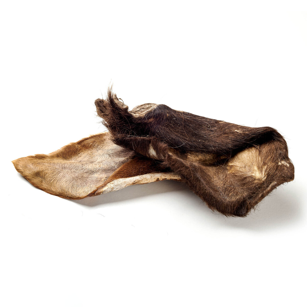 Büffel-Ohr mit Fell 2 Stück